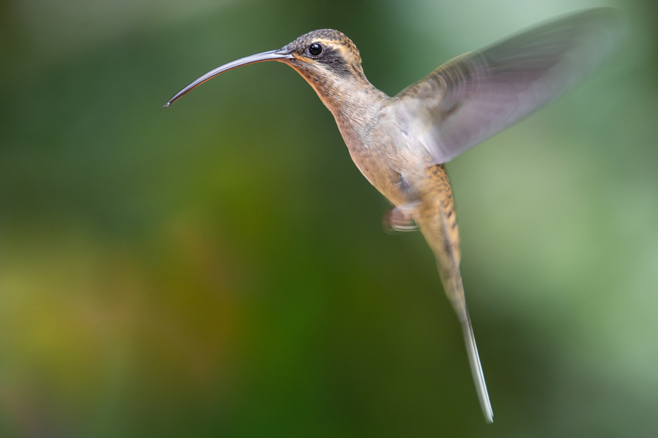  Pustelnik długodzioby Ptaki Nikon D7100 NIKKOR 200-500mm f/5.6E AF-S 0 Panama ptak koliber fauna dzikiej przyrody dziób ekosystem ranek zapylacz skrzydło coraciiformes