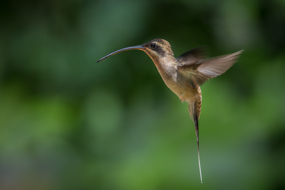  Pustelnik długodzioby Ptaki Nikon D7100 NIKKOR 200-500mm f/5.6E AF-S 0 Panama ptak koliber dzikiej przyrody fauna ekosystem dziób flora ranek coraciiformes organizm