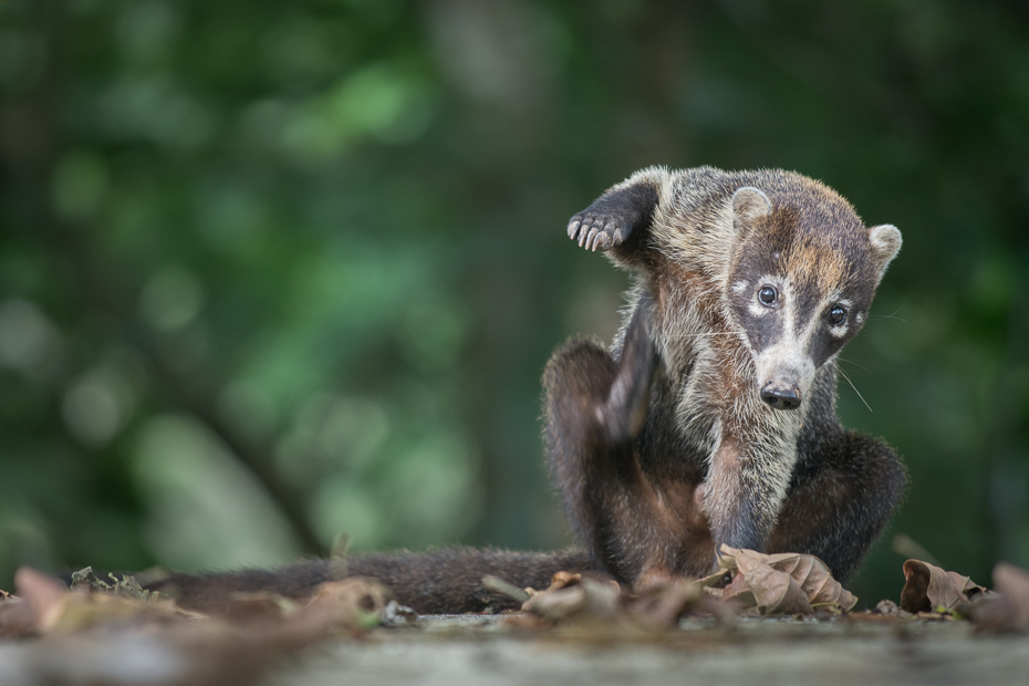  Ostronos Ssaki Nikon D7100 Nikkor AF-S 70-200 f/4.0G 0 Panama fauna dzikiej przyrody pysk zwierzę lądowe organizm wąsy