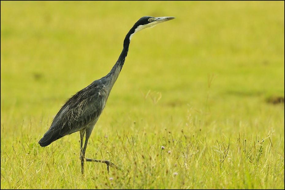  Czapla czarnogłowa Ptaki czapla czarnoglowa Nikon D300 Sigma APO 500mm f/4.5 DG/HSM Tanzania 0 ptak łąka fauna ekosystem dziób rezerwat przyrody dzikiej przyrody trawa ecoregion żuraw jak ptak