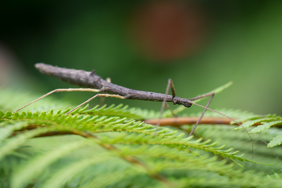  Patyczak Owady Nikon D7200 AF-S Micro-Nikkor 105mm f/2.8G IF-ED 0 Panama owad bezkręgowy ścieśniać fotografia makro konik polny liść trawa organizm damselfly dzikiej przyrody