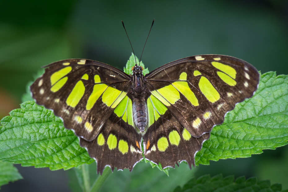  Motyl Owady Nikon D7200 AF-S Micro-Nikkor 105mm f/2.8G IF-ED 0 Panama motyl ćmy i motyle owad bezkręgowy Pędzelek motyl fauna zapylacz fotografia makro Lycaenid organizm