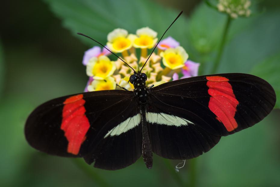  Motyl Owady Nikon D7200 AF-S Micro-Nikkor 105mm f/2.8G IF-ED 0 Panama motyl ćmy i motyle owad Pędzelek motyl bezkręgowy nektar zapylacz fotografia makro kwiat Lycaenid