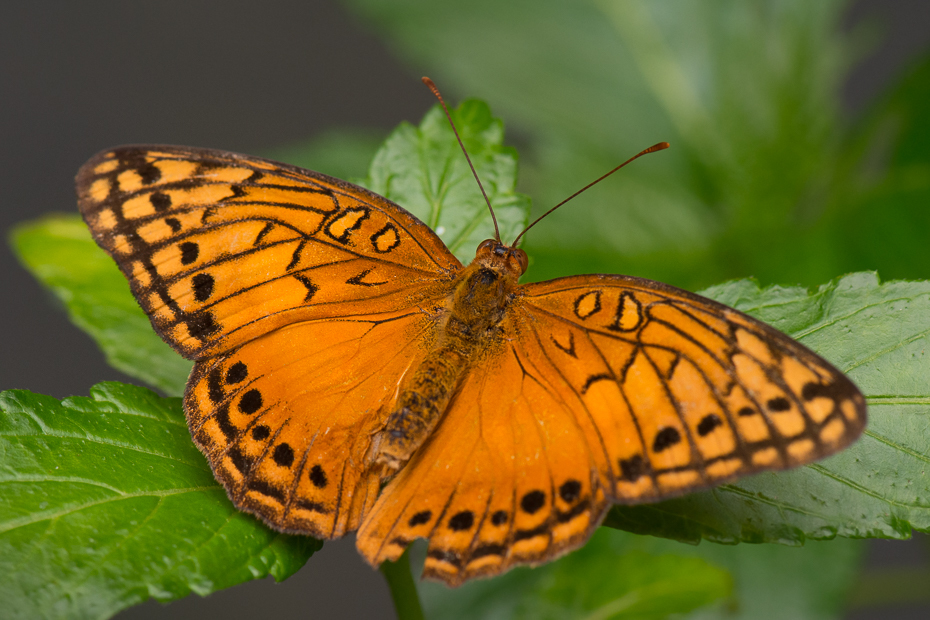  Motyl Owady Nikon D7200 AF-S Micro-Nikkor 105mm f/2.8G IF-ED 0 Panama motyl ćmy i motyle owad Pędzelek motyl bezkręgowy Lycaenid zapylacz motyl monarchy fotografia makro dzikiej przyrody