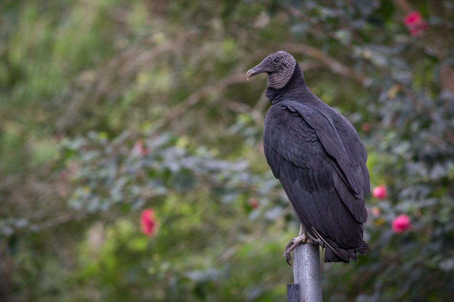  Sępnik czarny Ptaki Nikon D7200 Nikkor AF-S 70-200 f/4.0G 0 Panama ptak fauna dziób dzikiej przyrody wieża wrona drzewo sęp kruk