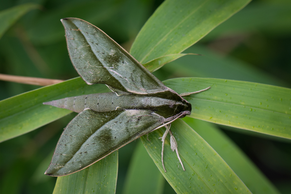  Ćma Owady Nikon D7200 AF-S Micro-Nikkor 105mm f/2.8G IF-ED 0 Panama owad ćma ćmy i motyle bezkręgowy liść flora zapylacz fotografia makro ścieśniać organizm