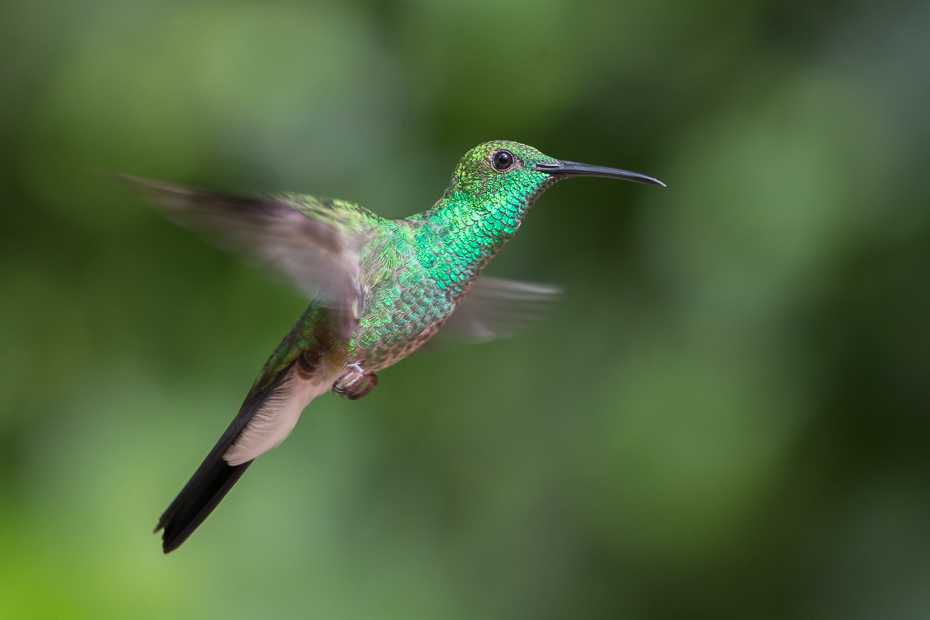  Szmaragdzik złotogrzbiety Ptaki Nikon D7200 NIKKOR 200-500mm f/5.6E AF-S 0 Panama ptak koliber fauna dziób dzikiej przyrody ranek zapylacz organizm coraciiformes skrzydło