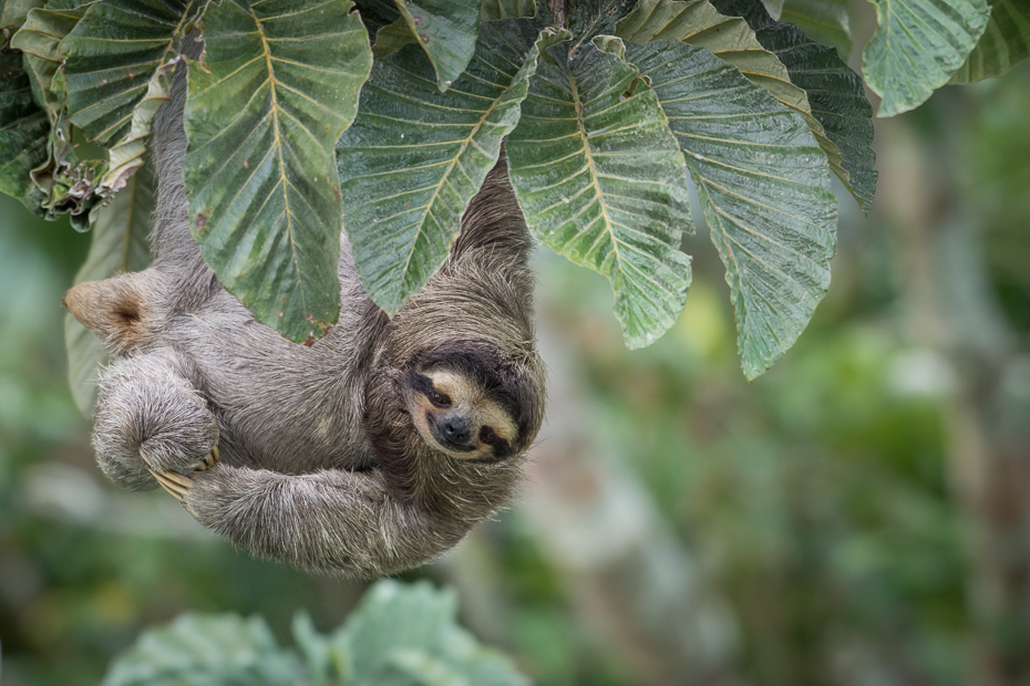  Leniwiec trójpalczasty Ssaki Nikon D7200 NIKKOR 200-500mm f/5.6E AF-S 0 Panama fauna trzy palczaste lenistwo ssak lenistwo liść zwierzę lądowe flora dzikiej przyrody dżungla organizm