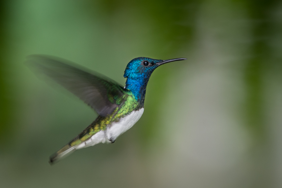  Nektareczek błękitny Ptaki Nikon D7200 NIKKOR 200-500mm f/5.6E AF-S 0 Panama ptak koliber fauna dziób dzikiej przyrody coraciiformes ranek skrzydło organizm zapylacz