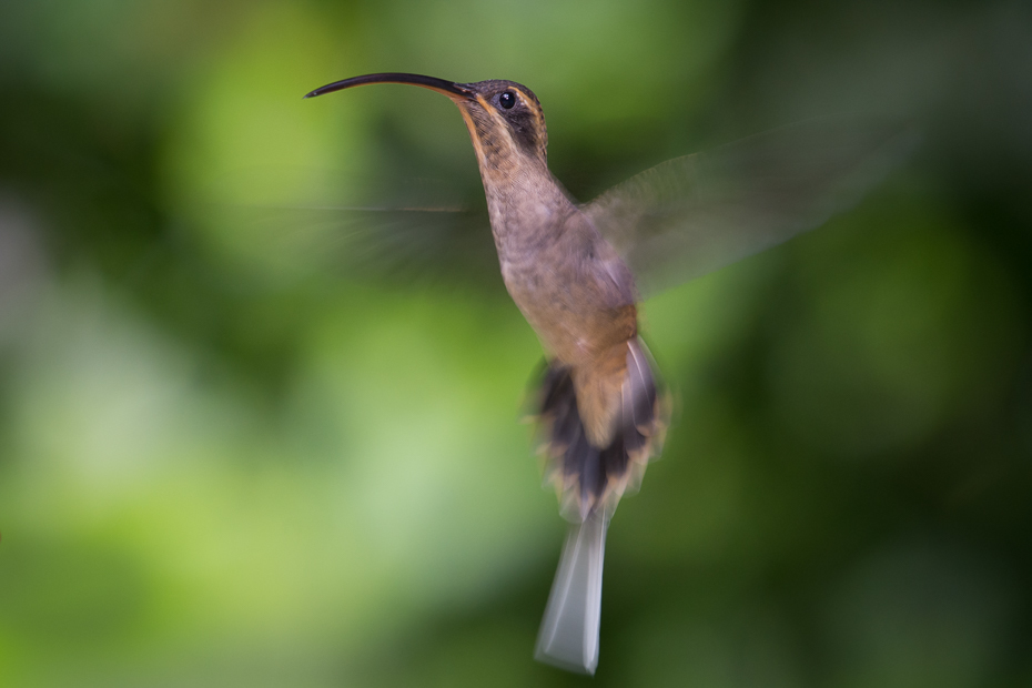  Pustelnik długodzioby Ptaki Nikon D7200 NIKKOR 200-500mm f/5.6E AF-S 0 Panama ptak koliber fauna dzikiej przyrody dziób flora ranek zapylacz organizm coraciiformes