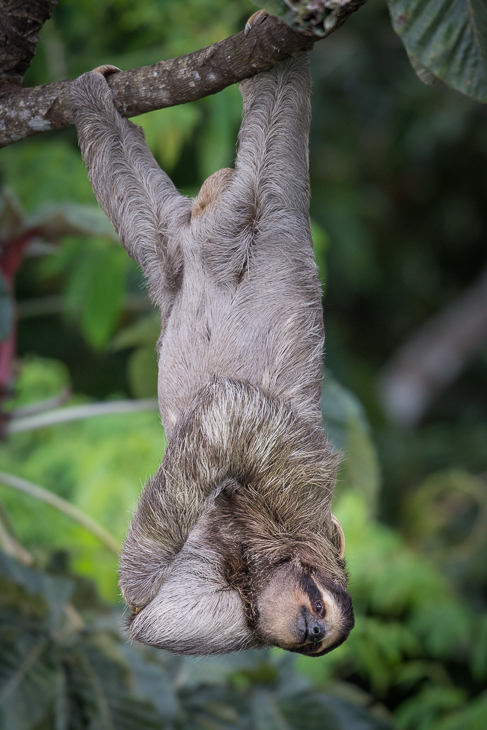  Leniwiec trójpalczasty Ssaki Nikon D7200 NIKKOR 200-500mm f/5.6E AF-S 0 Panama trzy palczaste lenistwo fauna ssak lenistwo zwierzę lądowe dzikiej przyrody organizm pysk dżungla drzewo