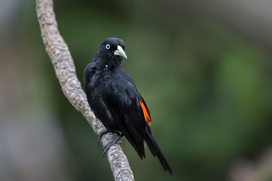  Kacyk krótkodzioby Ptaki Nikon D7200 NIKKOR 200-500mm f/5.6E AF-S 0 Panama ptak dziób fauna kos organizm dzikiej przyrody skrzydło ptak przysiadujący flycatcher starego świata piciformes