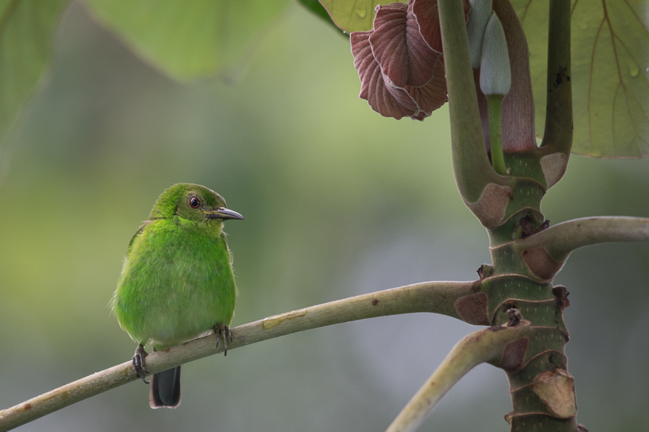  Seledynek Ptaki Nikon D7200 NIKKOR 200-500mm f/5.6E AF-S 0 Panama ptak fauna dziób dzikiej przyrody zięba gałąź organizm flycatcher starego świata ptak przysiadujący skrzydło