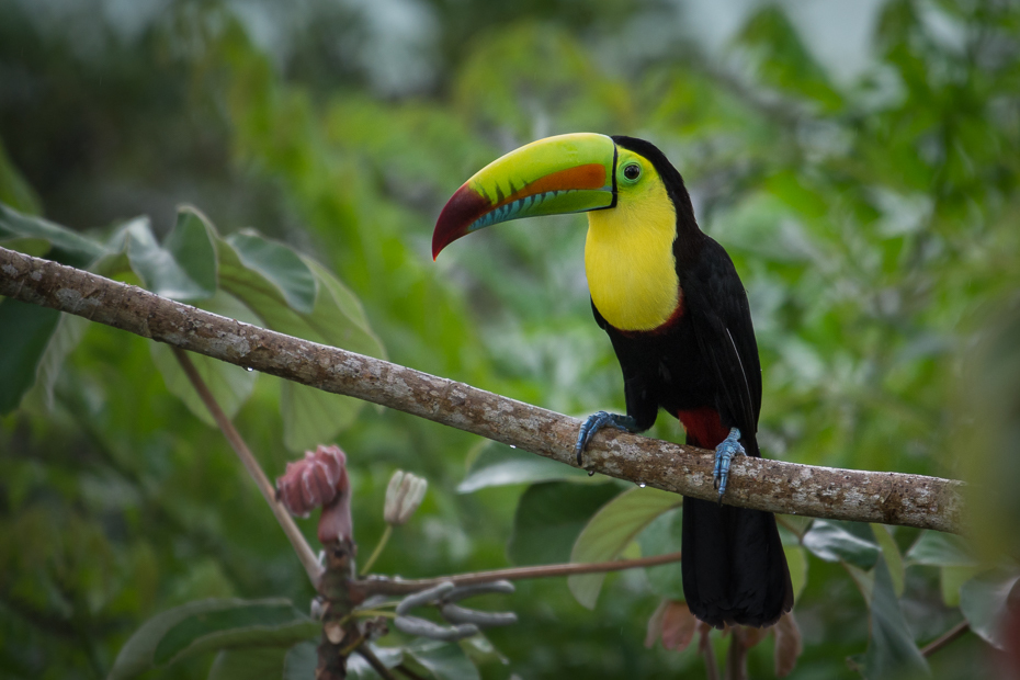  Tukan tęczodzioby Ptaki Nikon D7200 NIKKOR 200-500mm f/5.6E AF-S 0 Panama tukan ptak dziób fauna dzioborożec piciformes organizm dzikiej przyrody