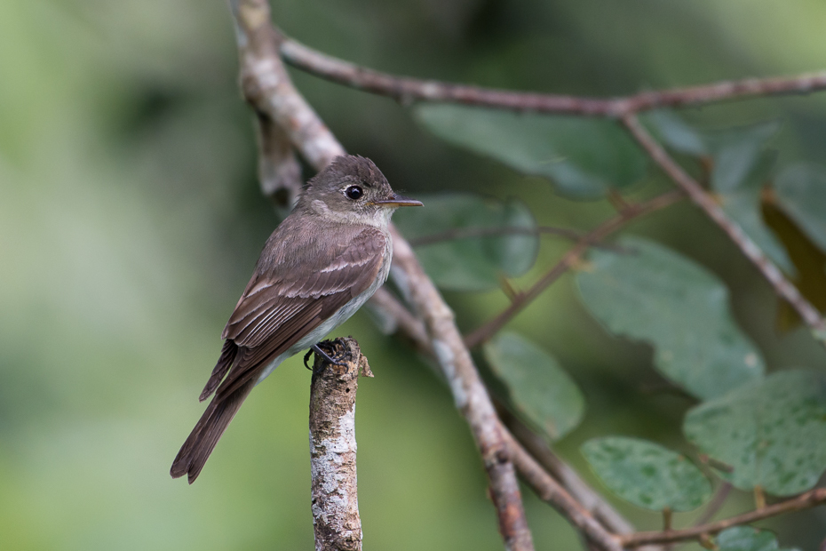  Piwik żałobny Ptaki Nikon D7200 NIKKOR 200-500mm f/5.6E AF-S 0 Panama ptak fauna dziób dzikiej przyrody słowik flycatcher starego świata Emberizidae Gałązka organizm gałąź