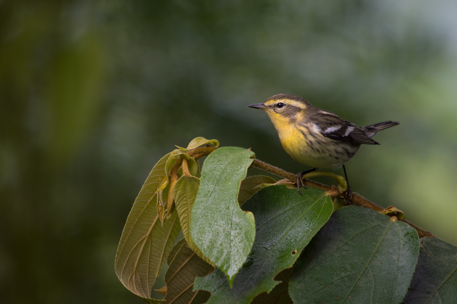  Lasówka rudogardła Ptaki Nikon D7200 NIKKOR 200-500mm f/5.6E AF-S 0 Panama ptak fauna dzikiej przyrody dziób flora liść flycatcher starego świata wróbel organizm strzyżyk