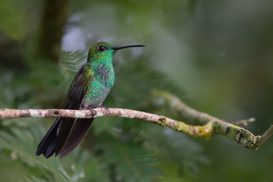  Szmaragdzik złotogrzbiety Ptaki Nikon D7200 NIKKOR 200-500mm f/5.6E AF-S 0 Panama ptak koliber fauna dziób dzikiej przyrody jacamar zapylacz pióro coraciiformes organizm