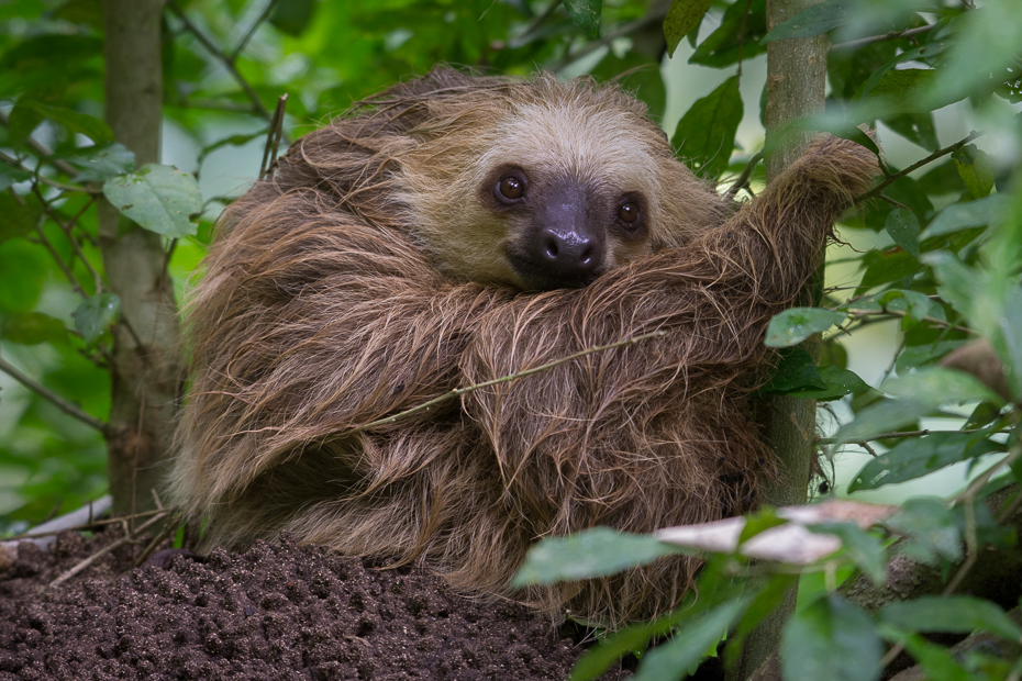  Leniwiec dwupalczasty Ssaki Nikon D7200 NIKKOR 200-500mm f/5.6E AF-S 0 Panama trzy palczaste lenistwo fauna ssak zwierzę lądowe lenistwo organizm dzikiej przyrody dżungla pysk Las deszczowy