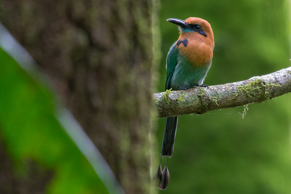  Piłodziób szerokodzioby Ptaki Nikon D7200 NIKKOR 200-500mm f/5.6E AF-S 0 Panama ptak dziób fauna ekosystem dzikiej przyrody niebieski ptak coraciiformes flycatcher starego świata organizm gałąź