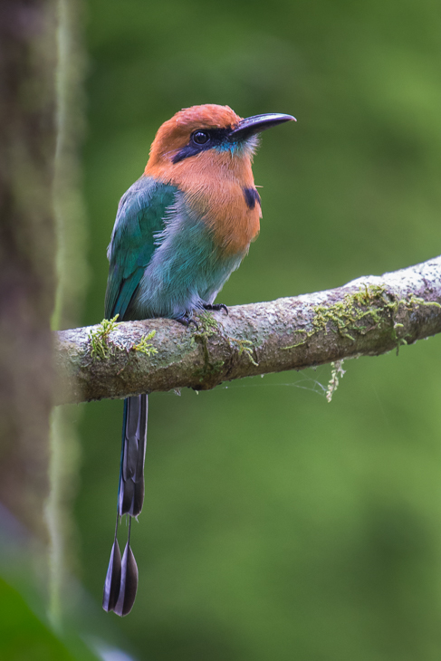  Piłodziób szerokodzioby Ptaki Nikon D7200 NIKKOR 200-500mm f/5.6E AF-S 0 Panama ptak dziób fauna dzikiej przyrody coraciiformes wałek flycatcher starego świata zjadacz pszczół jacamar niebieski ptak