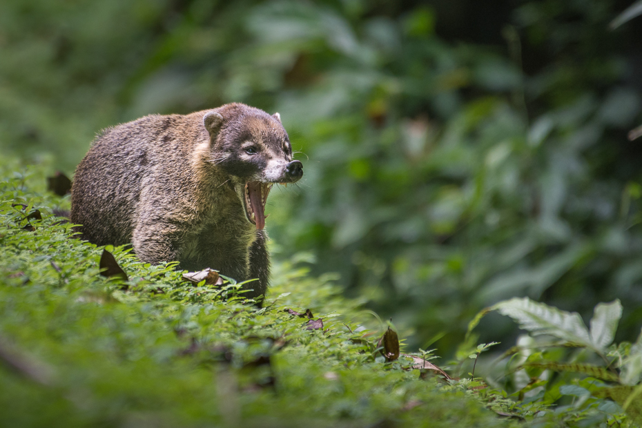  Ostronos Ssaki Nikon D7200 NIKKOR 200-500mm f/5.6E AF-S 0 Panama fauna ssak zwierzę lądowe rezerwat przyrody trawa dzikiej przyrody viverridae organizm pysk dżungla