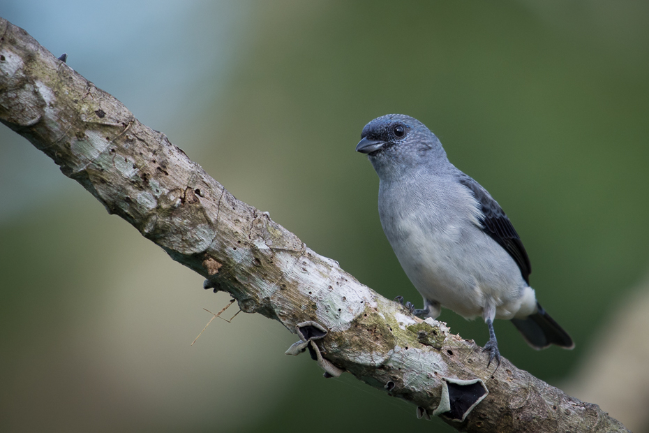  Tangarka szara Ptaki Nikon D7200 NIKKOR 200-500mm f/5.6E AF-S 0 Panama ptak fauna dziób dzikiej przyrody flycatcher starego świata zięba pióro Emberizidae gałąź ptak przysiadujący