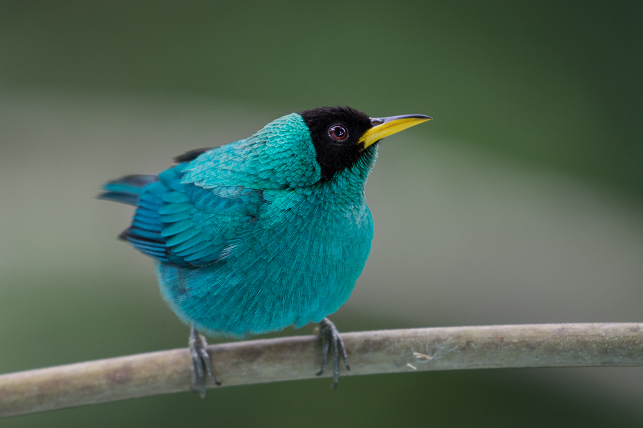  Seledynek Ptaki Nikon D7200 NIKKOR 200-500mm f/5.6E AF-S 0 Panama ptak dziób fauna pióro strzyżyk skrzydło dzikiej przyrody organizm ptak przysiadujący kos