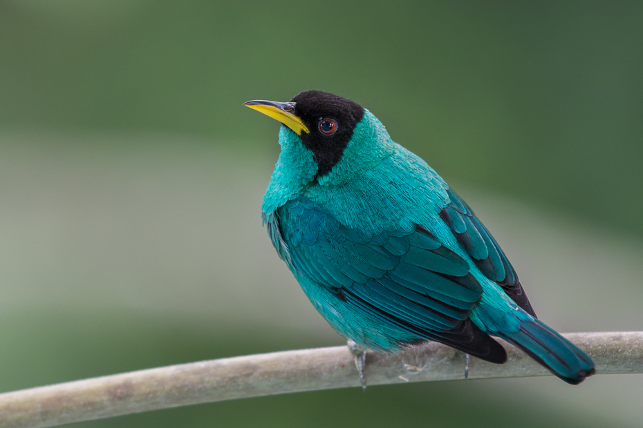  Seledynek Ptaki Nikon D7200 NIKKOR 200-500mm f/5.6E AF-S 0 Panama ptak dziób fauna pióro dzikiej przyrody skrzydło organizm ptak przysiadujący flycatcher starego świata