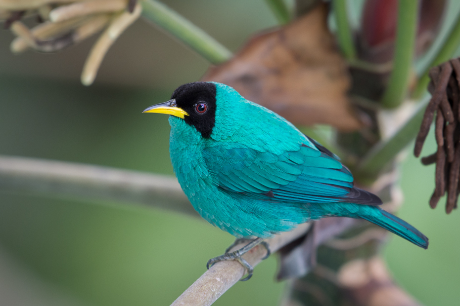  Seledynek Ptaki Nikon D7200 NIKKOR 200-500mm f/5.6E AF-S 0 Panama ptak fauna dziób pióro dzikiej przyrody organizm skrzydło ptak przysiadujący flycatcher starego świata