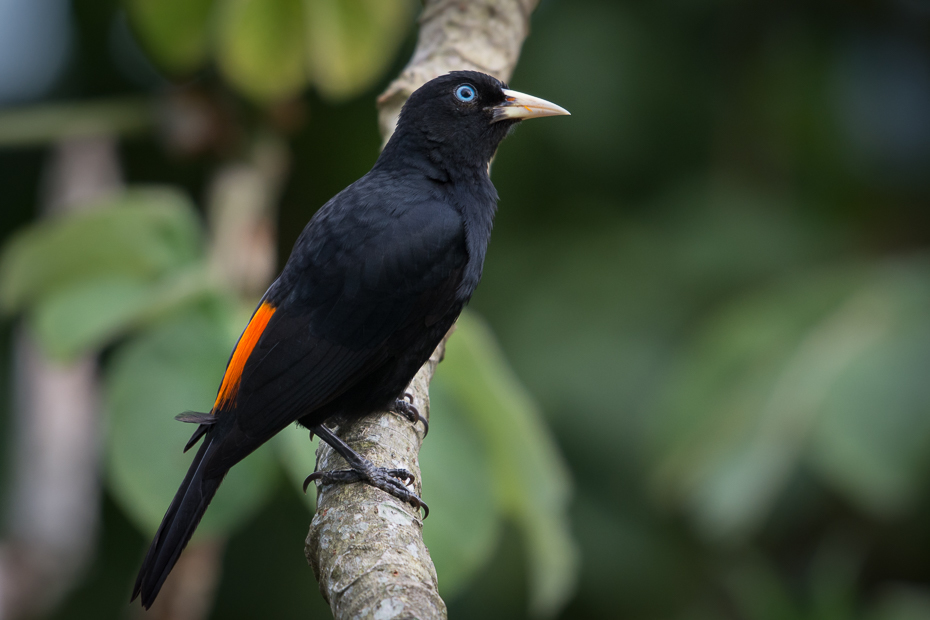  Kacyk krótkodzioby Ptaki Nikon D7200 NIKKOR 200-500mm f/5.6E AF-S 0 Panama ptak dziób fauna kos organizm flycatcher starego świata dzikiej przyrody ptak przysiadujący skrzydło