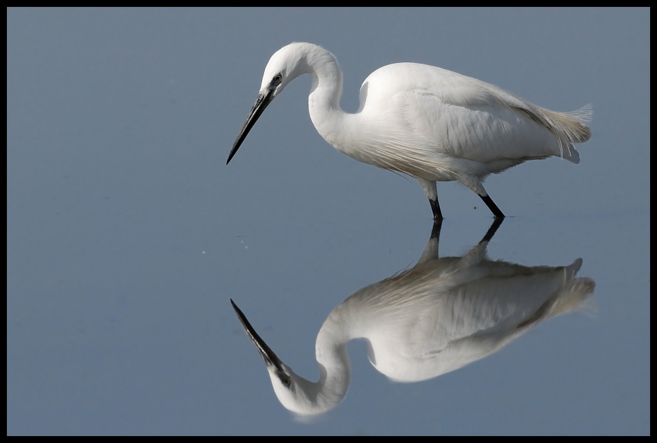  Czapla nadobna Ptaki ptaki Nikon D200 Sigma APO 500mm f/4.5 DG/HSM Kenia 0 ptak dziób fauna ibis Wielka czapla egret shorebird czapla pióro wodny ptak