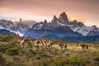 Fitz Roy