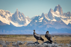 Sępy i Fitz Roy