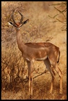 Gerenuk #2