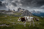 Tre Cime di Lavaredo