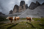 Tre Cime di Lavaredo