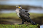 White-breasted Cormorant