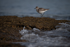 Common Sandpiper