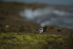 Common Sandpiper