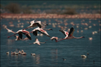 Flamingi na jeziorze Bogoria