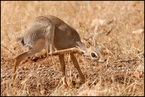 Dikdik #1