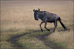 Antylopa Gnu