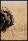 Antylopa gnu #5