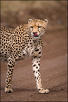 Gepard