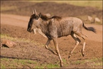 Antylopa Gnu