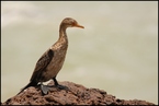 Kormoran