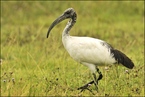 Ibis czczony