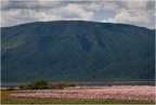 Flamingi na jeziorze Bogoria