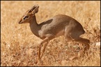 Dikdik #2