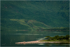 Flamingi na jeziorze Bogoria